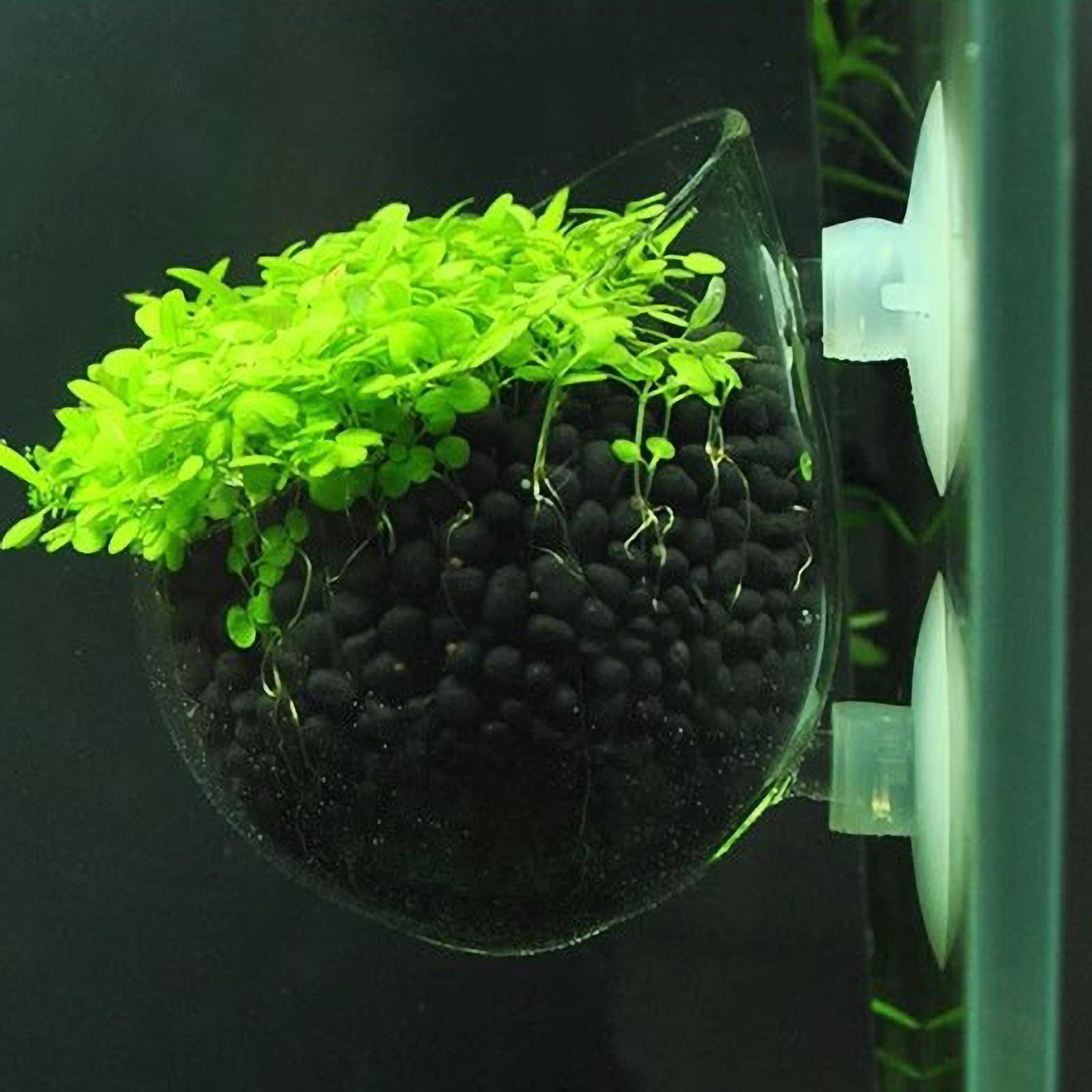 Aquarium Plant Growing - Aquarium Plant Holder Glass Aquatic Plant