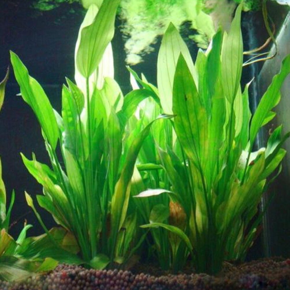 Aquarium Plant Live - 15cm Artificial Aquarium Decor Plants Water