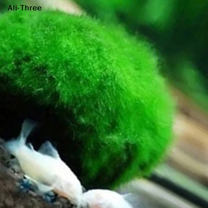 1Pcs 3-4cm Moss Balls Live Aqu - Aquarium Plant Echinodorus ulasan dan harga