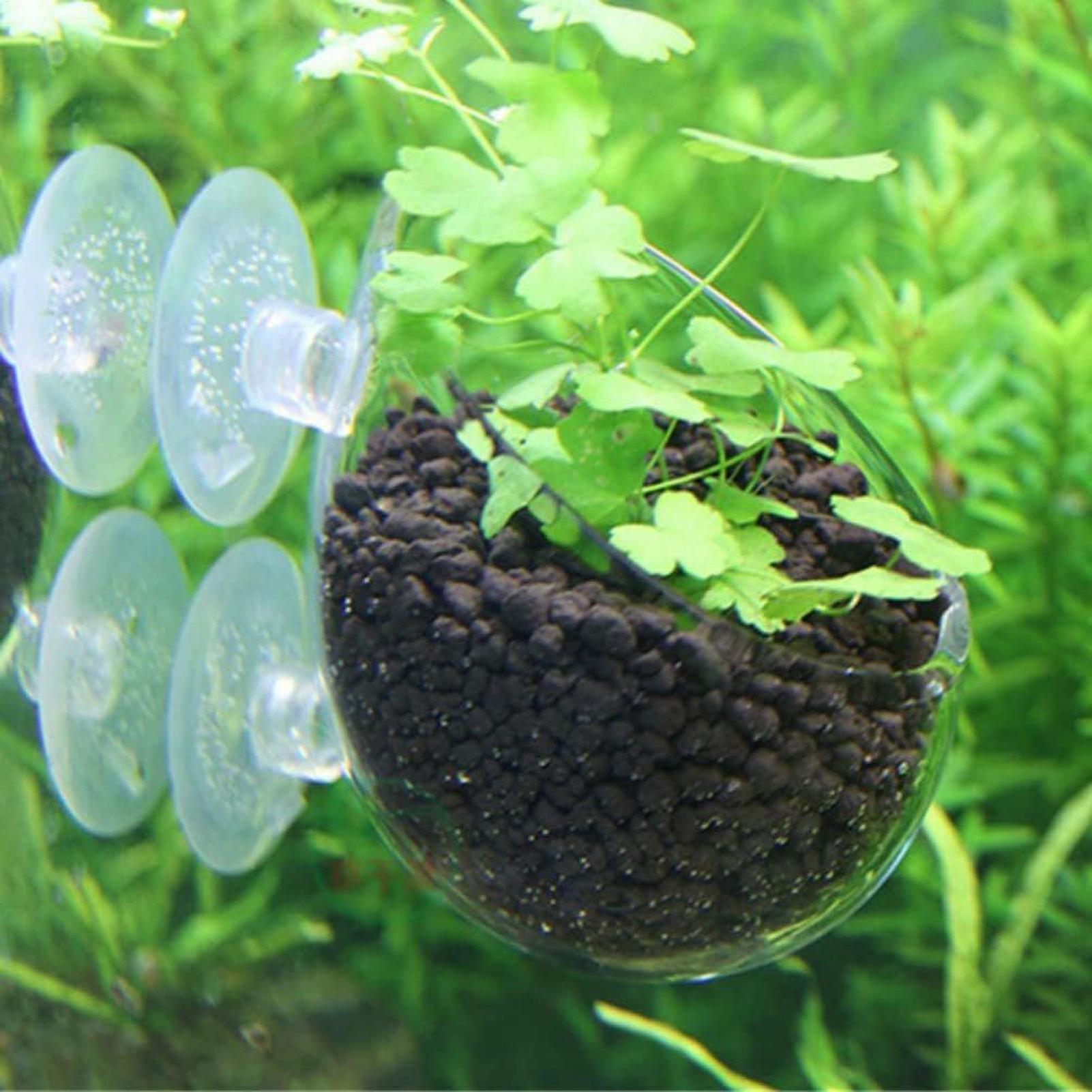Aquarium Plant Holder Glass Aq - Aquarium Plant Growing ulasan dan harga