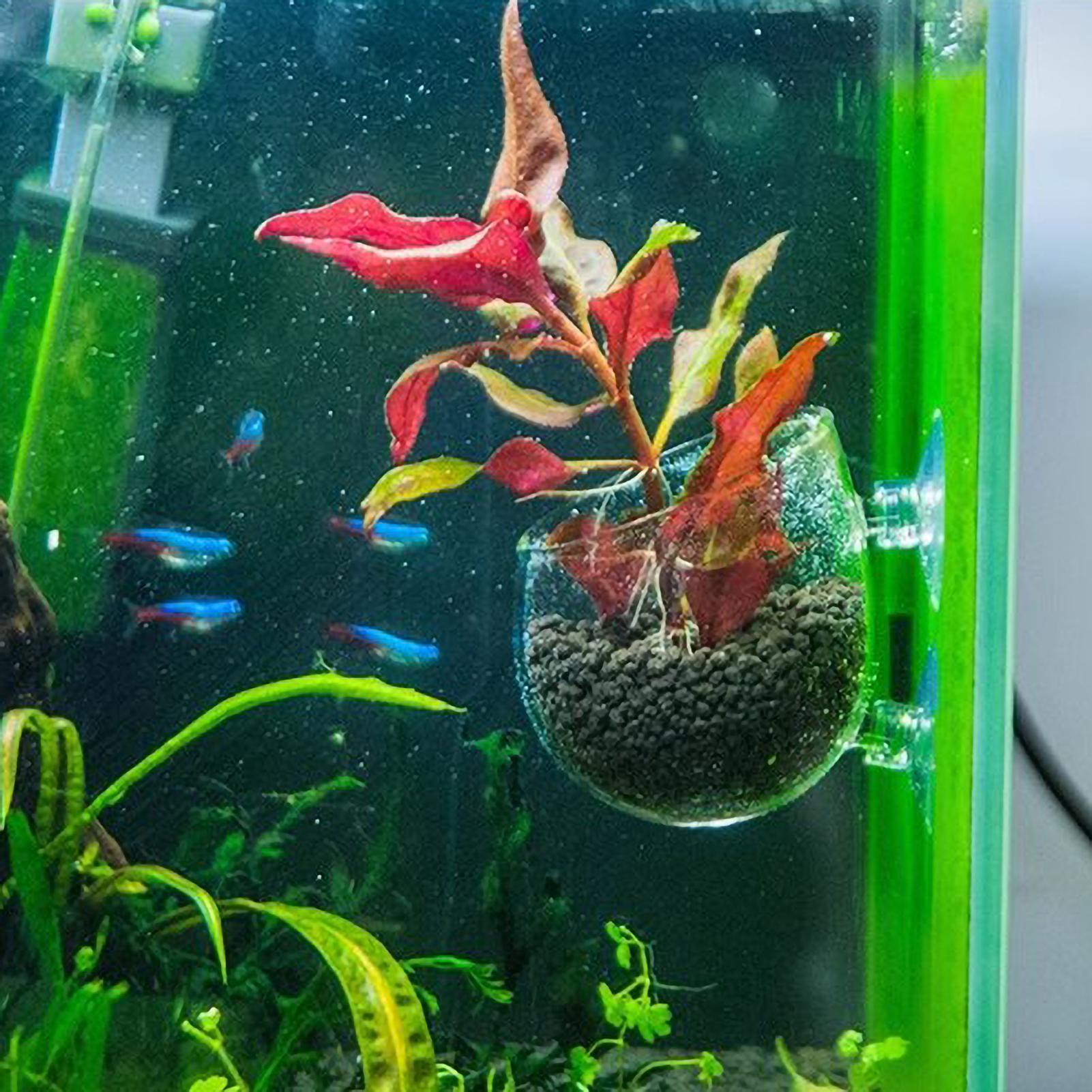 Aquarium Plant Holder Glass Aq - Aquarium Plant Growing ulasan dan harga