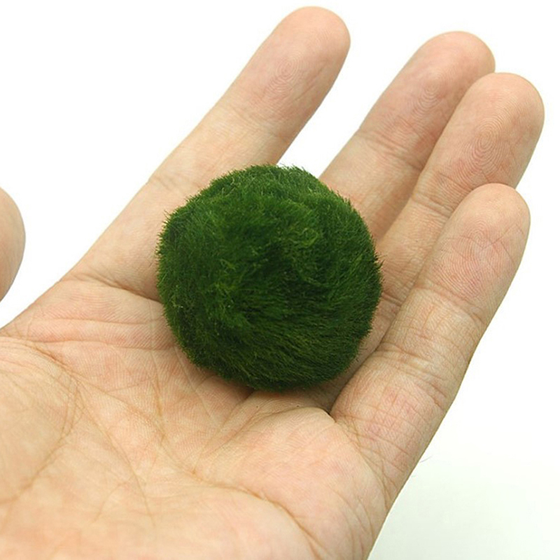 3-4cm Marimo Moss Balls Live A - Aquarium Plant Echinodorus ulasan dan harga