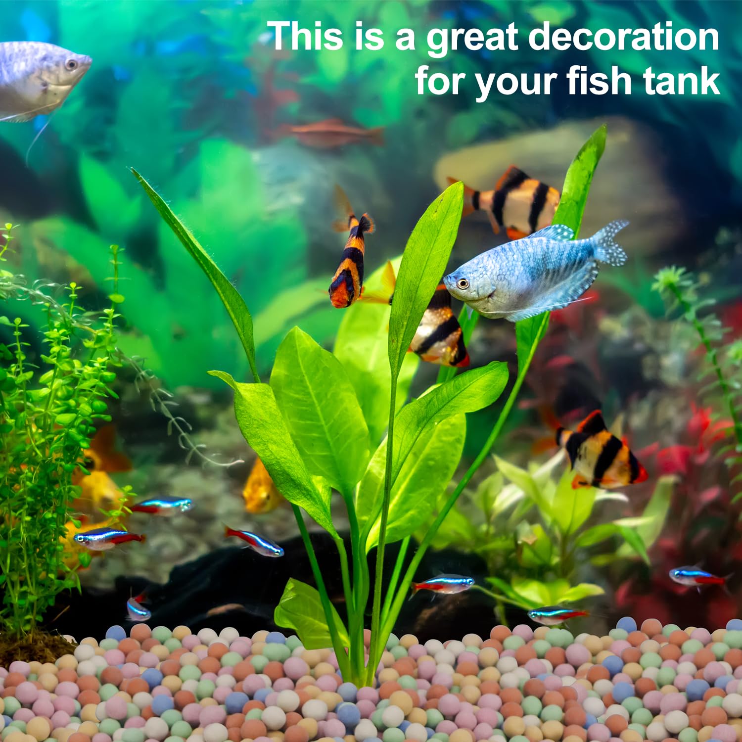 Hydroponic Plant Decorative Co - Aquarium Plant Vitamins ulasan dan harga
