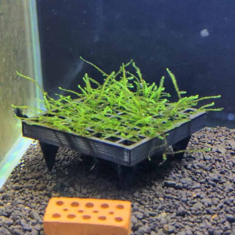 Aquarium Moss Cage Holder Fish - Aquarium Plant Echinodorus ulasan dan harga