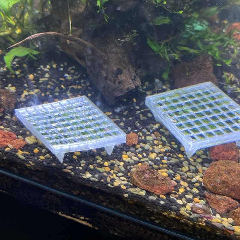 Aquarium Moss Cage Holder Fish - Aquarium Plant Echinodorus ulasan dan harga
