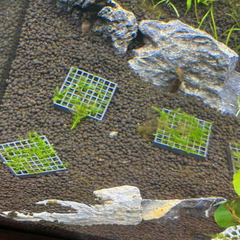 Aquarium Moss Cage Holder Fish - Aquarium Plant Echinodorus ulasan dan harga