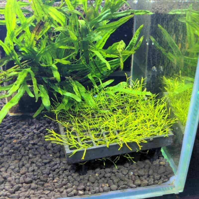 Aquarium Moss Cage Holder Fish - Aquarium Plant Echinodorus ulasan dan harga