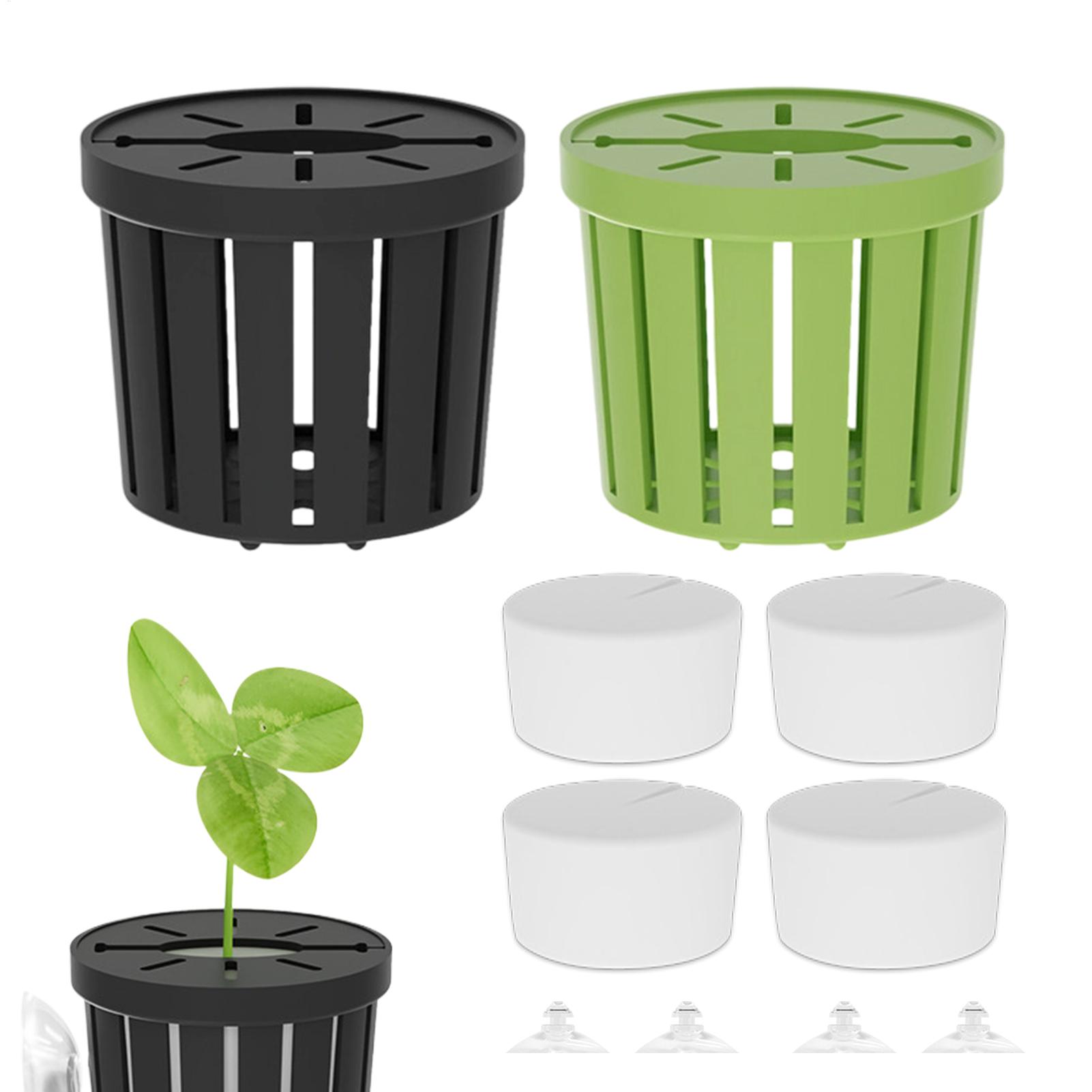 4Pcs Aquatic Plants Fixed Set  - Aquarium Plant Live ulasan dan harga
