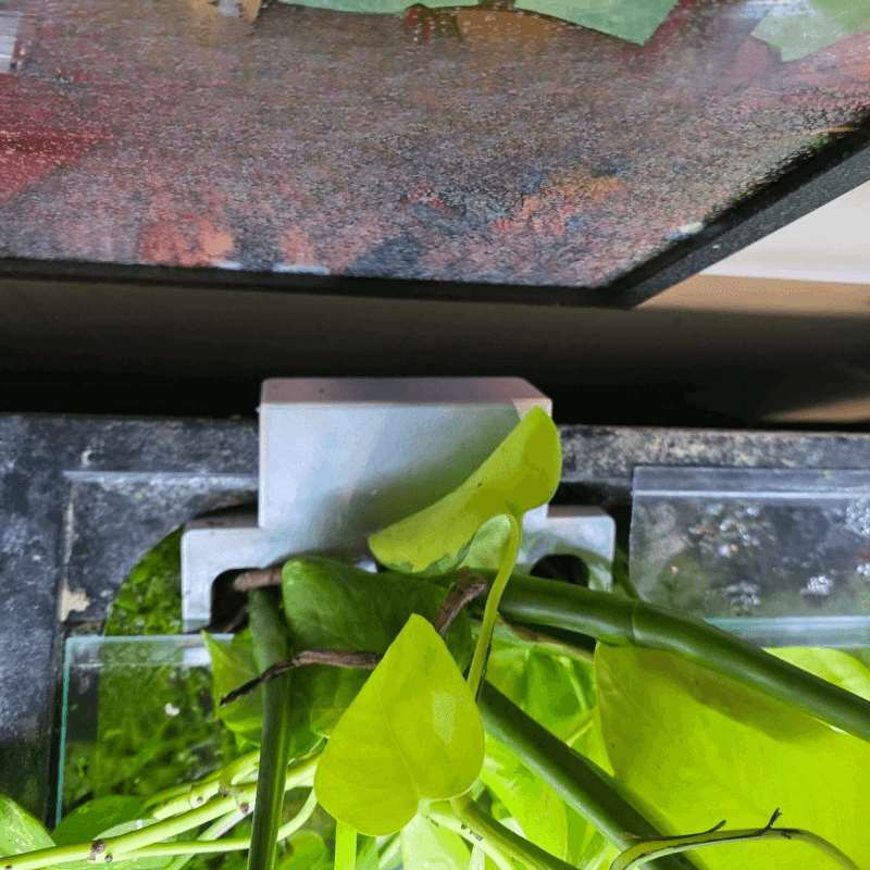 Fish Tank Side Plant Mount Bra - Aquarium Plant Diseases ulasan dan harga