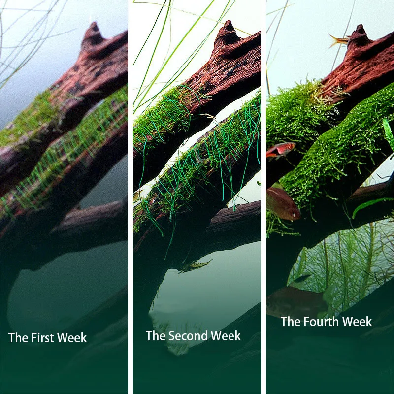 Degradable Aquarium Driftwood  - Aquarium Plant Echinodorus ulasan dan harga