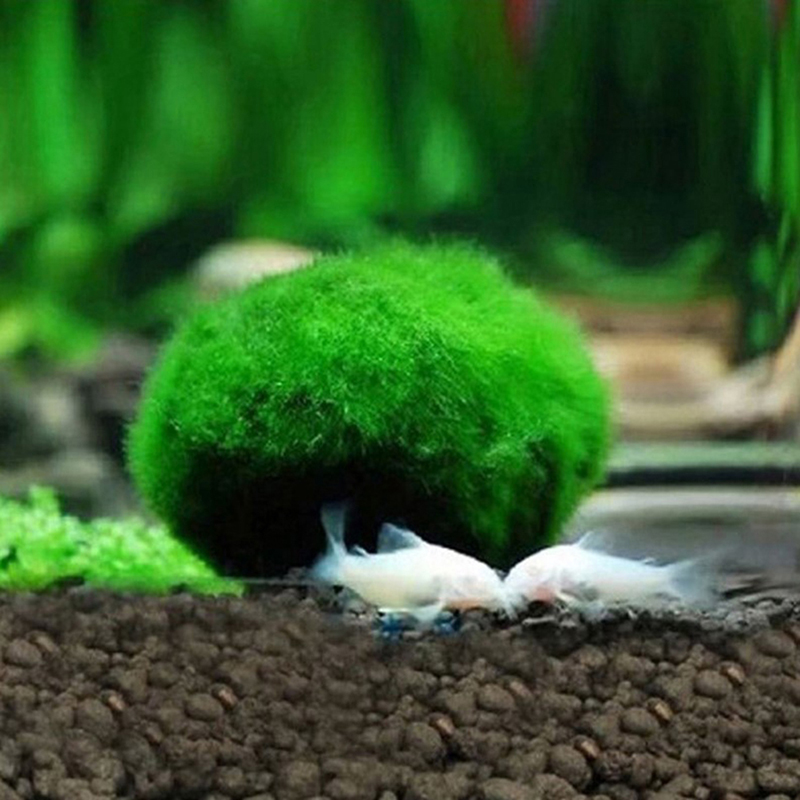 3-4cm Marimo Moss Balls Live A - Aquarium Plant Echinodorus ulasan dan harga
