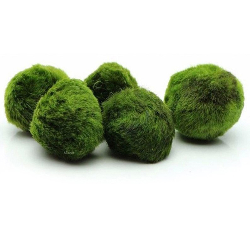 3-4cm Marimo Moss Balls Live A - Aquarium Plant Echinodorus ulasan dan harga