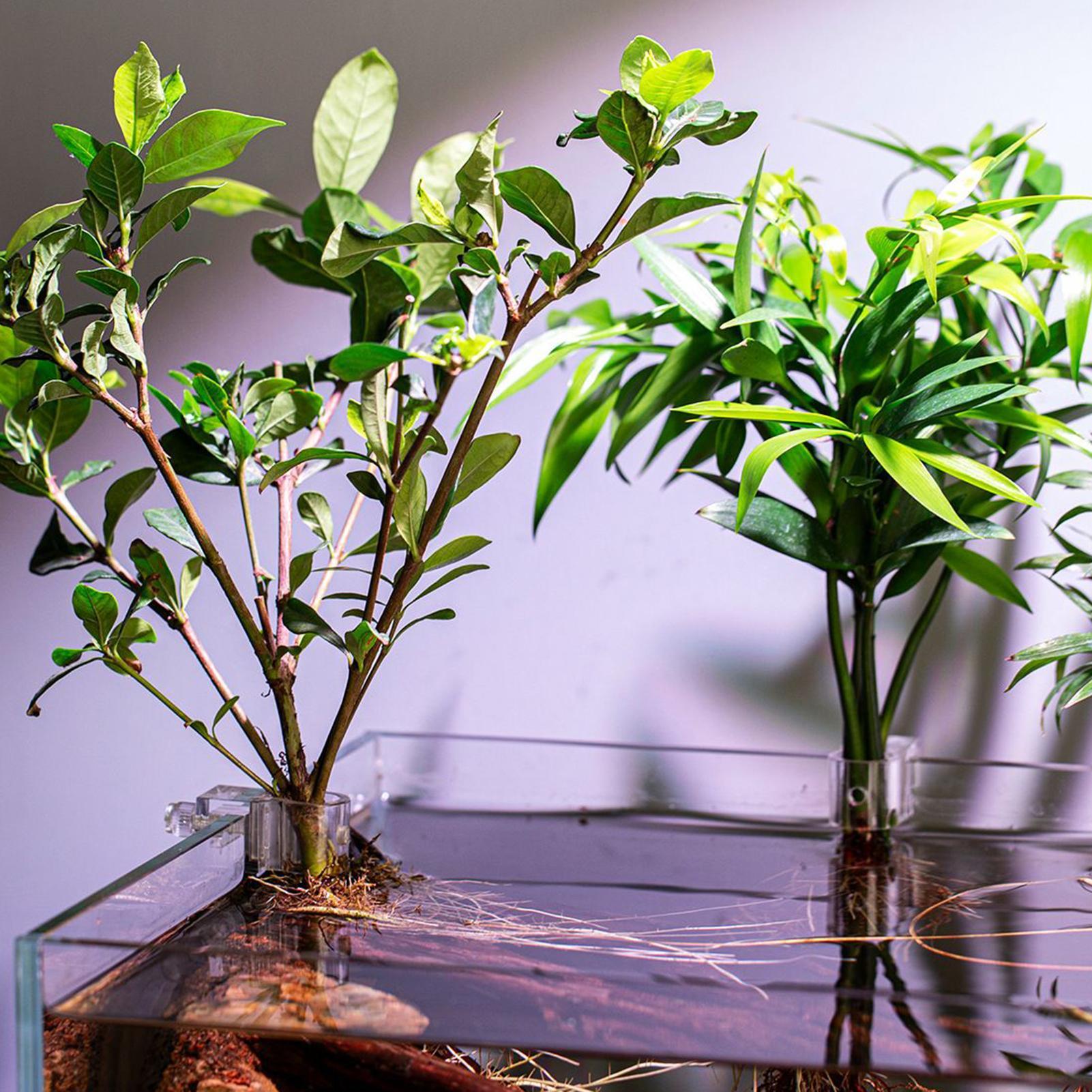 6pcs Aquarium Plant Holders Cl - Aquarium Plant Diseases ulasan dan harga