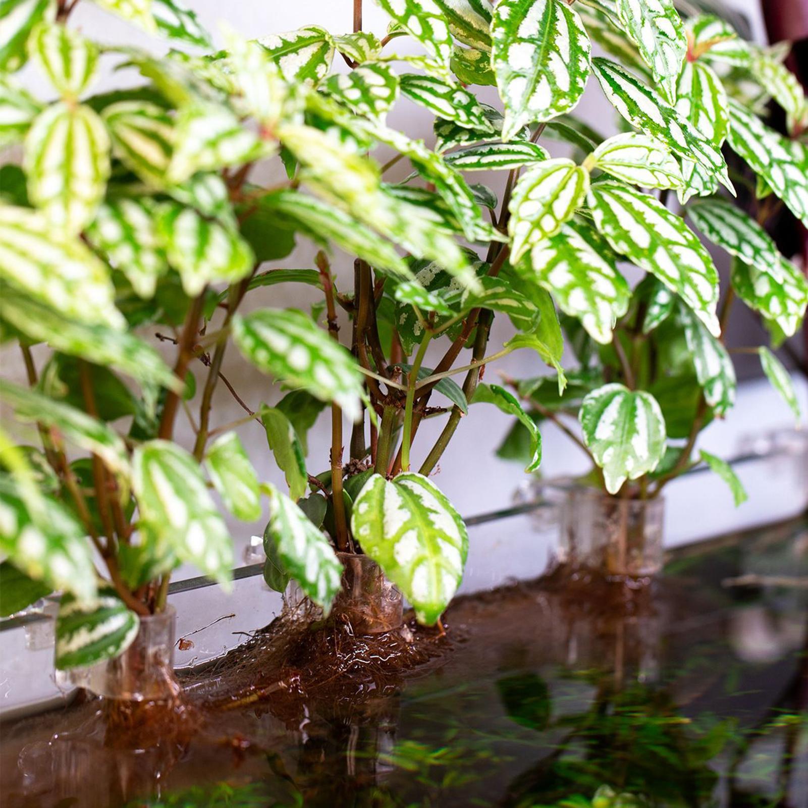 6pcs Aquarium Plant Holders Cl - Aquarium Plant Diseases ulasan dan harga