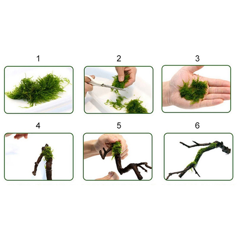 120M DIY Moss Line Binding Lin - Aquarium Plant Echinodorus ulasan dan harga