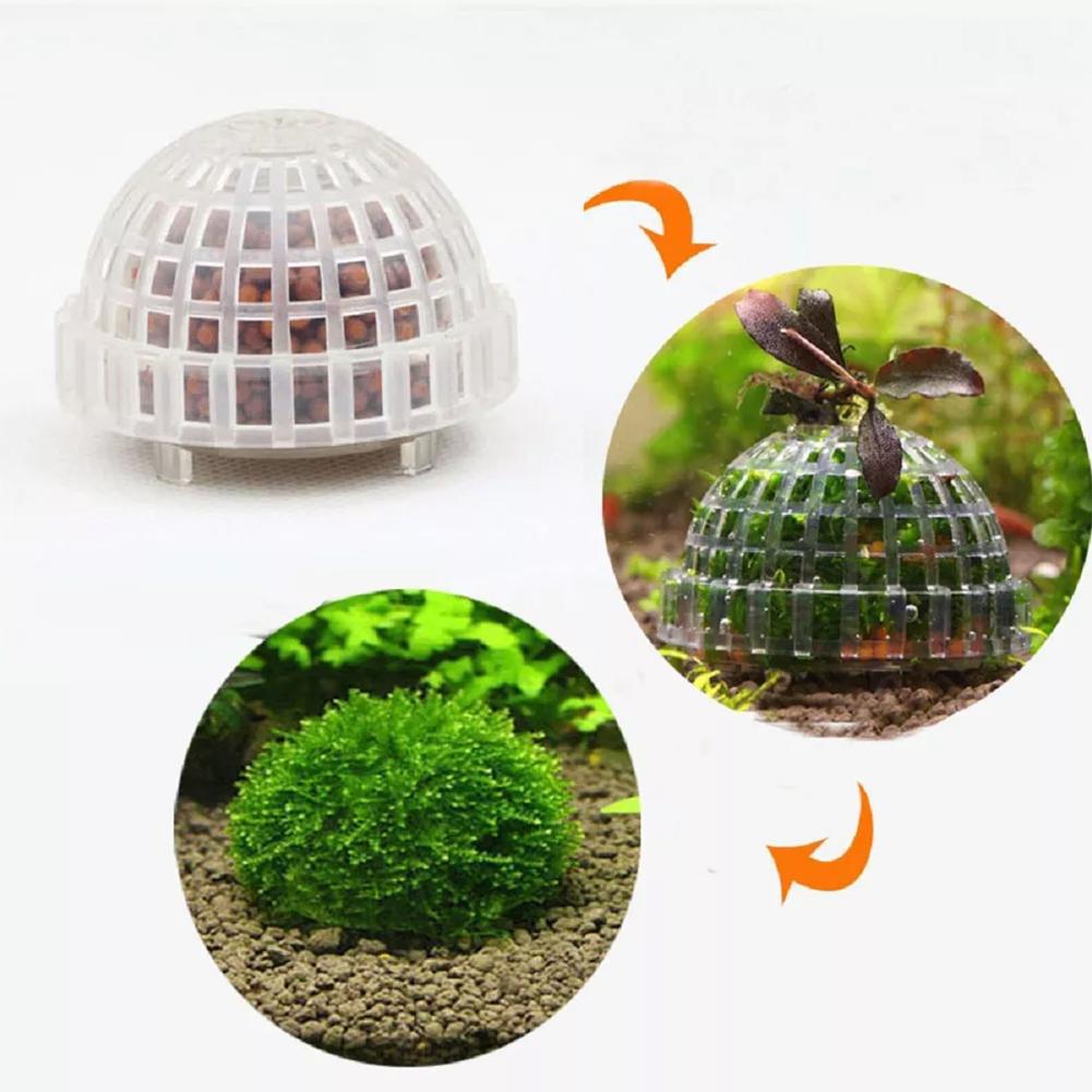 1pc Aquatic Pet Supplies Decor - Aquarium Plant Echinodorus ulasan dan harga
