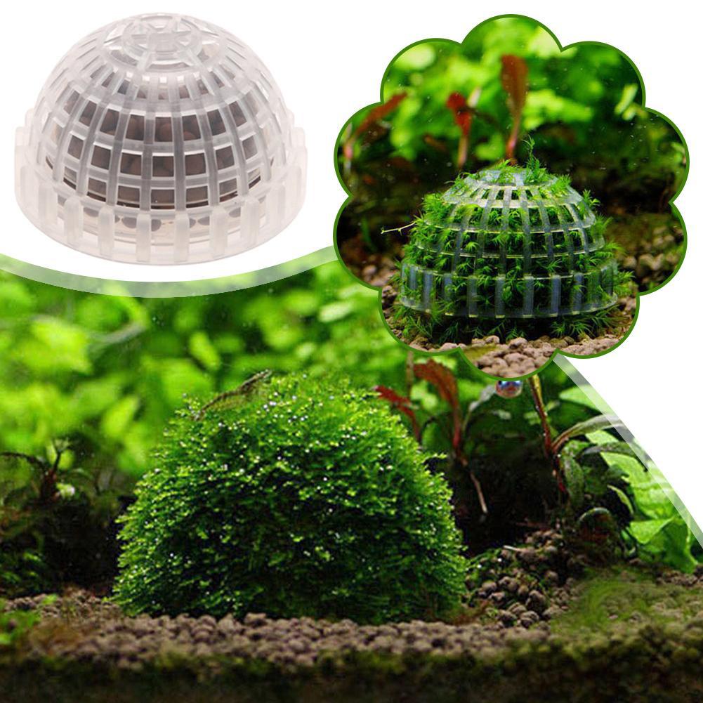 1pc Aquatic Pet Supplies Decor - Aquarium Plant Echinodorus ulasan dan harga