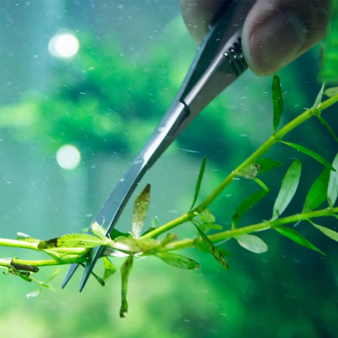 Curved Straight Spring Scissor - Planted Aquarium Maintenance Kit ulasan dan harga