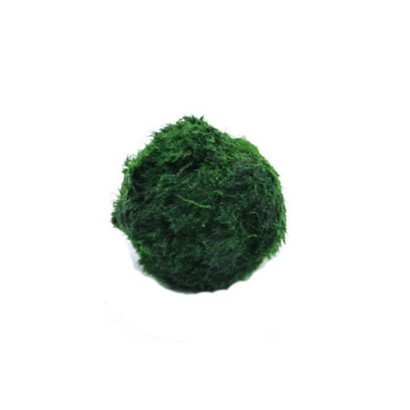 3-4cm Marimo Moss Balls Live A - Aquarium Plant Echinodorus ulasan dan harga