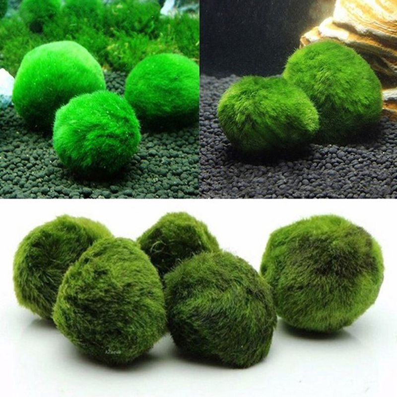 3-4cm Marimo Moss Balls Live A - Aquarium Plant Echinodorus ulasan dan harga