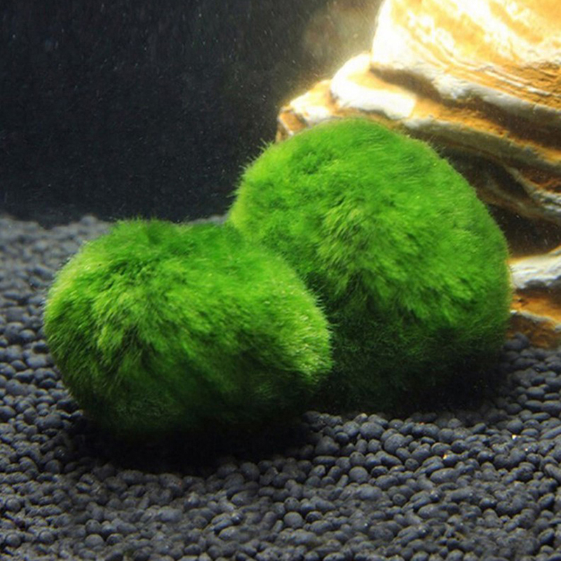 3-4cm Marimo Moss Balls Live A - Aquarium Plant Echinodorus ulasan dan harga